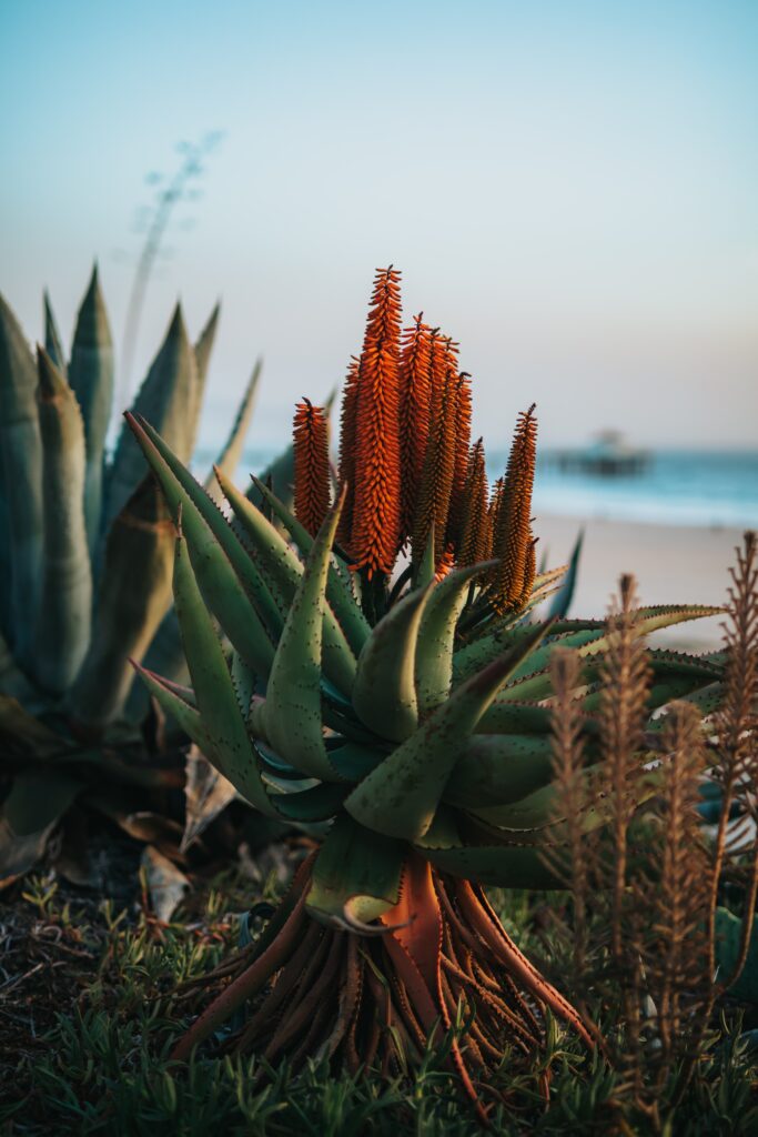 Blühende Aloe Vera