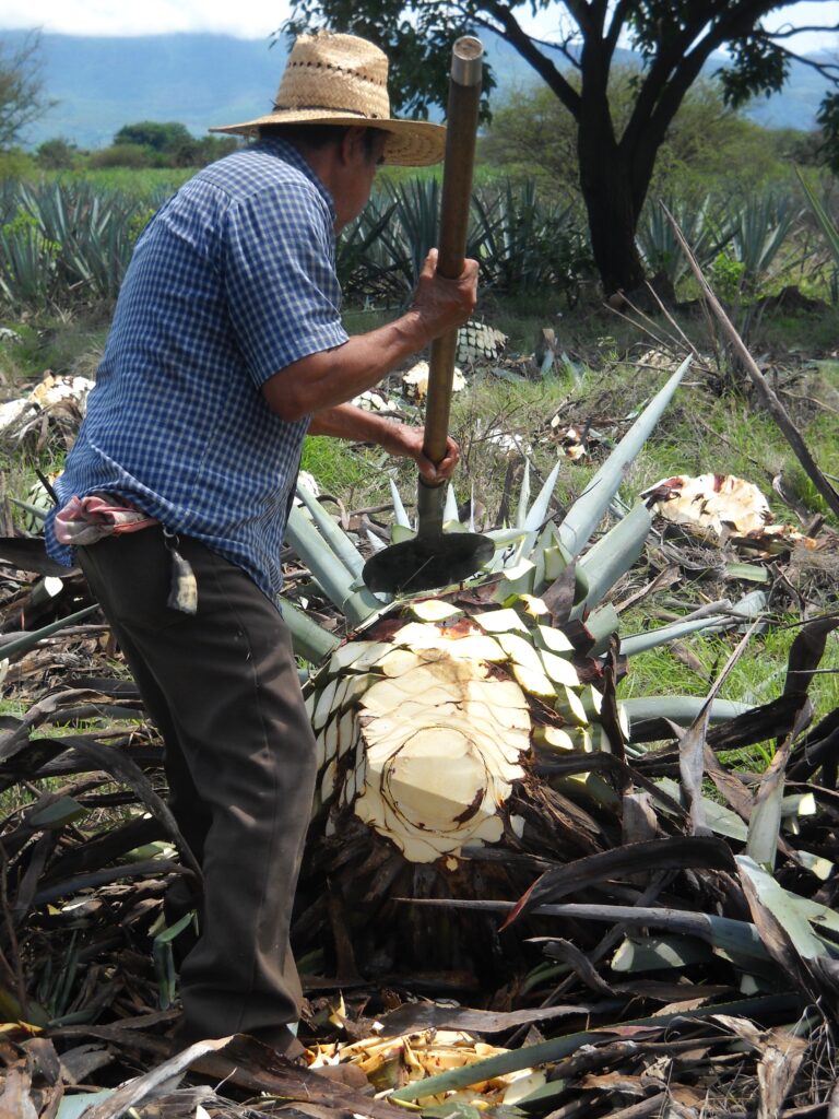 Agave ernten