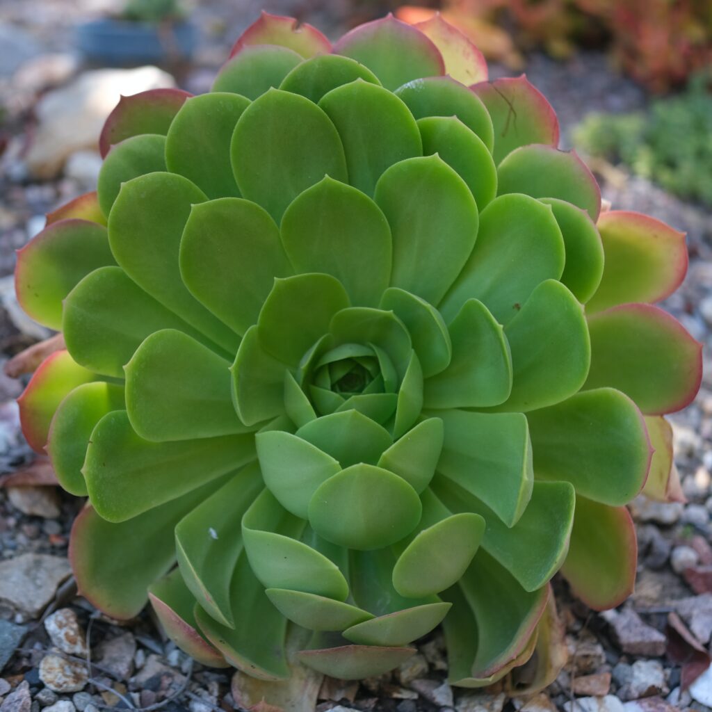 Aeonium