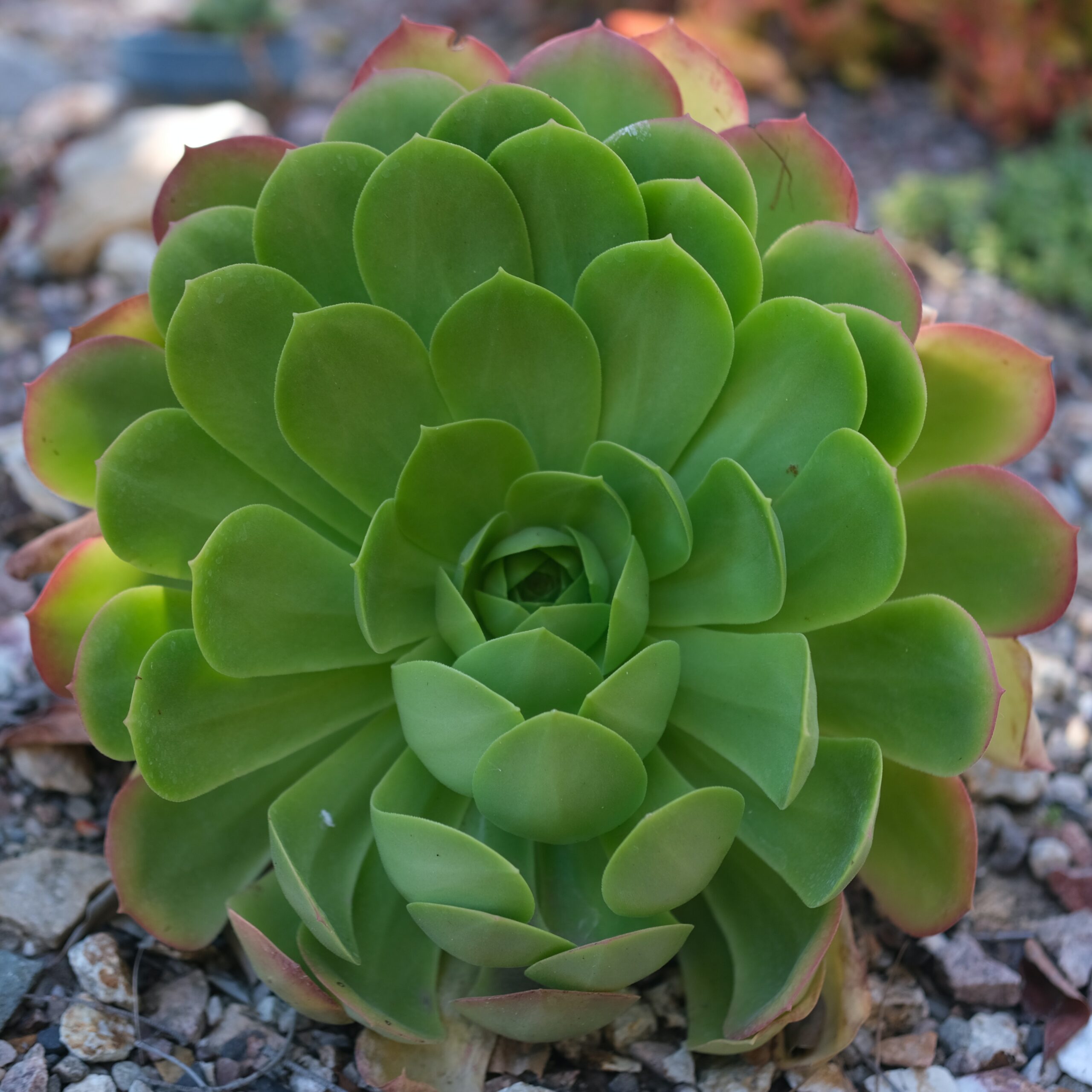 Aeonium - Sukkulenten Wissen
