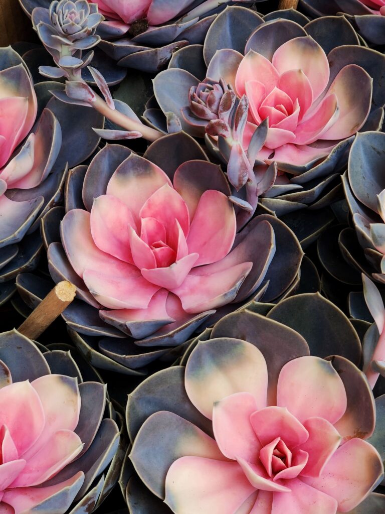 Echeveria