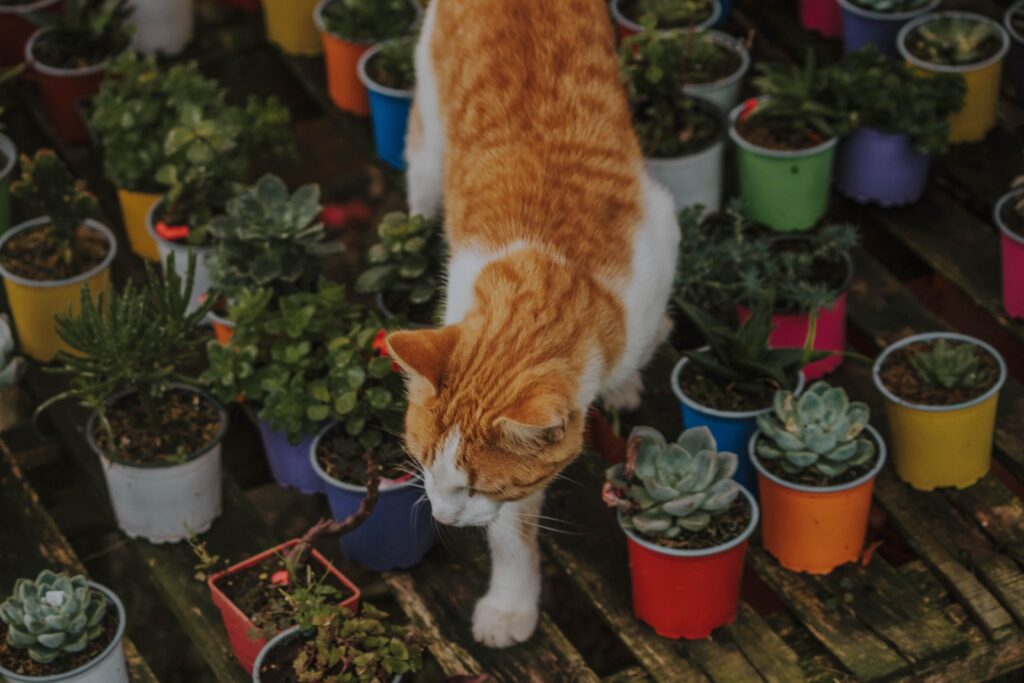 Katze zwischen Sukkulenten