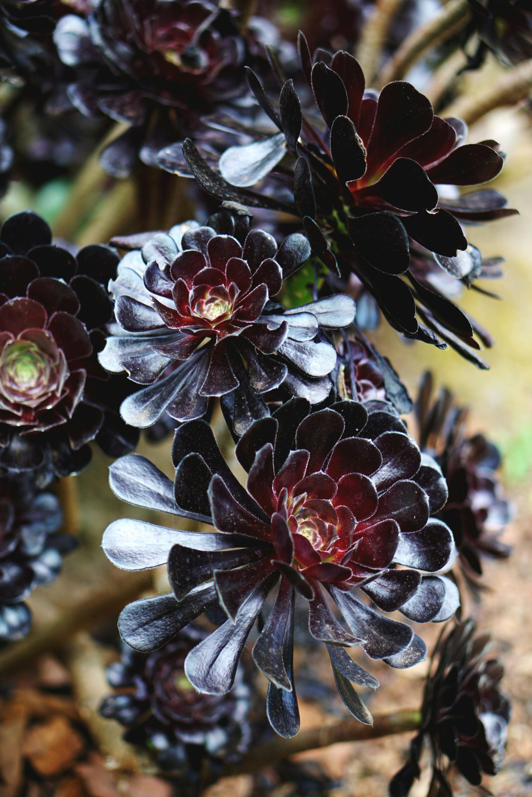 Aeonium arboreum: der exotische Sukkulentenbaum - Sukkulenten Wissen