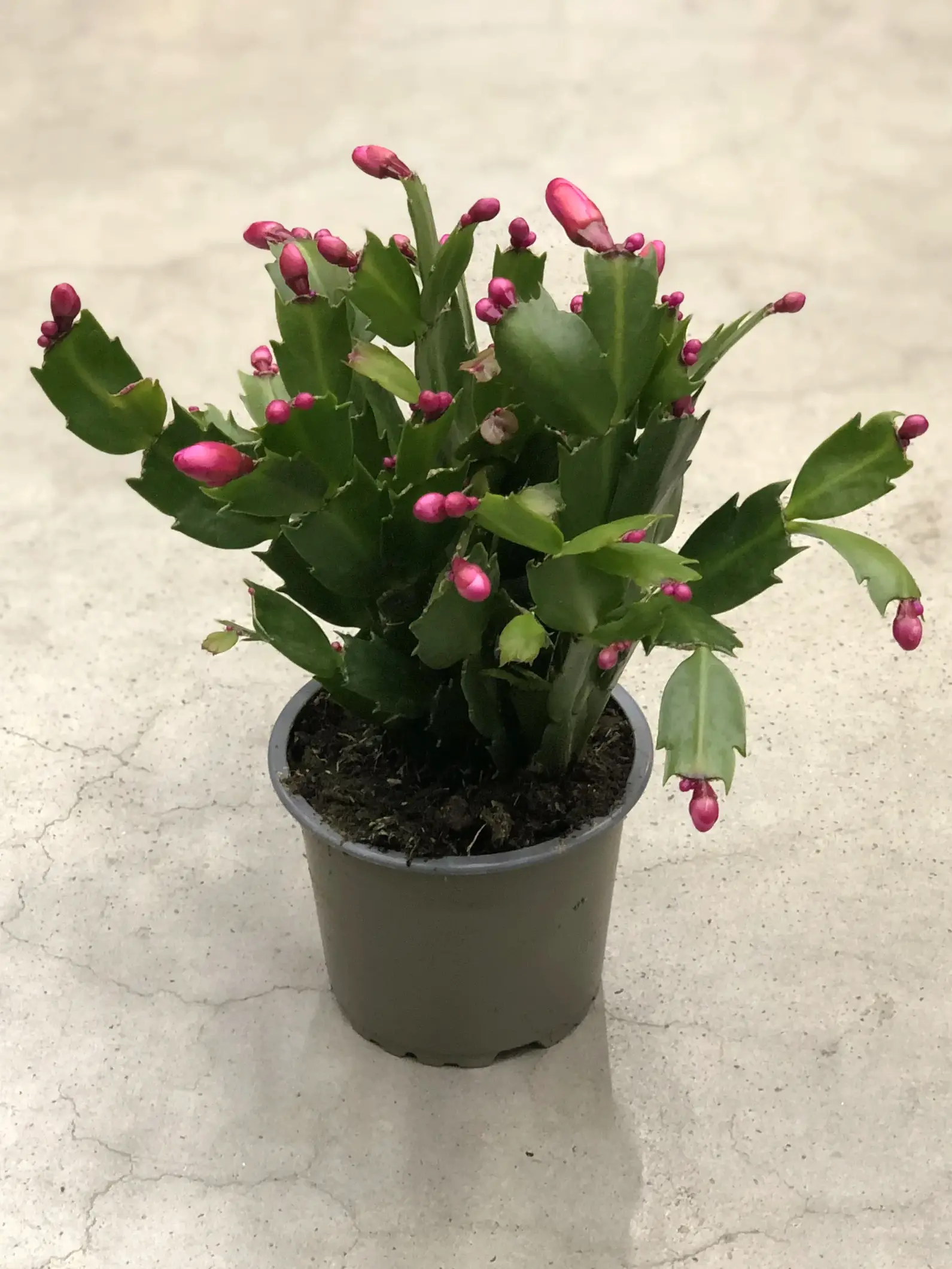 Schlumbergera (Weihnachtskaktus) - Sukkulenten Wissen