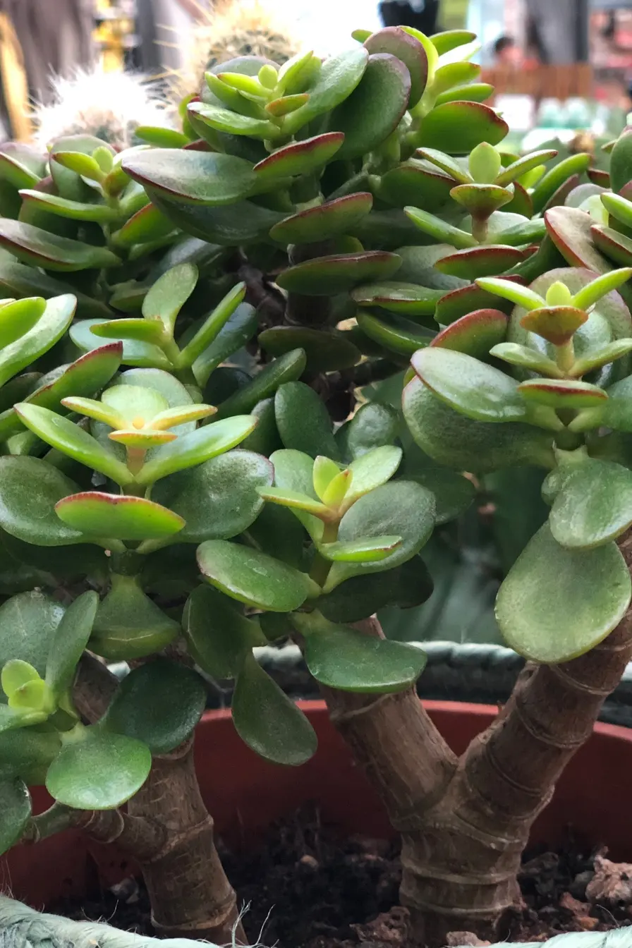 Crassula Ovata (Jadepflanze, Geldbaum) - Sukkulenten Wissen
