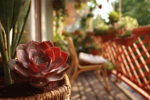 Echeveria Balkon