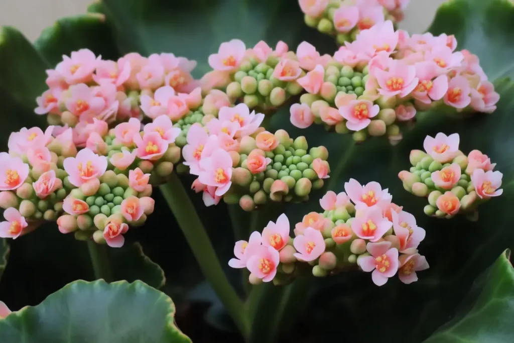 Kalanchoe schneiden für schöne Blüten