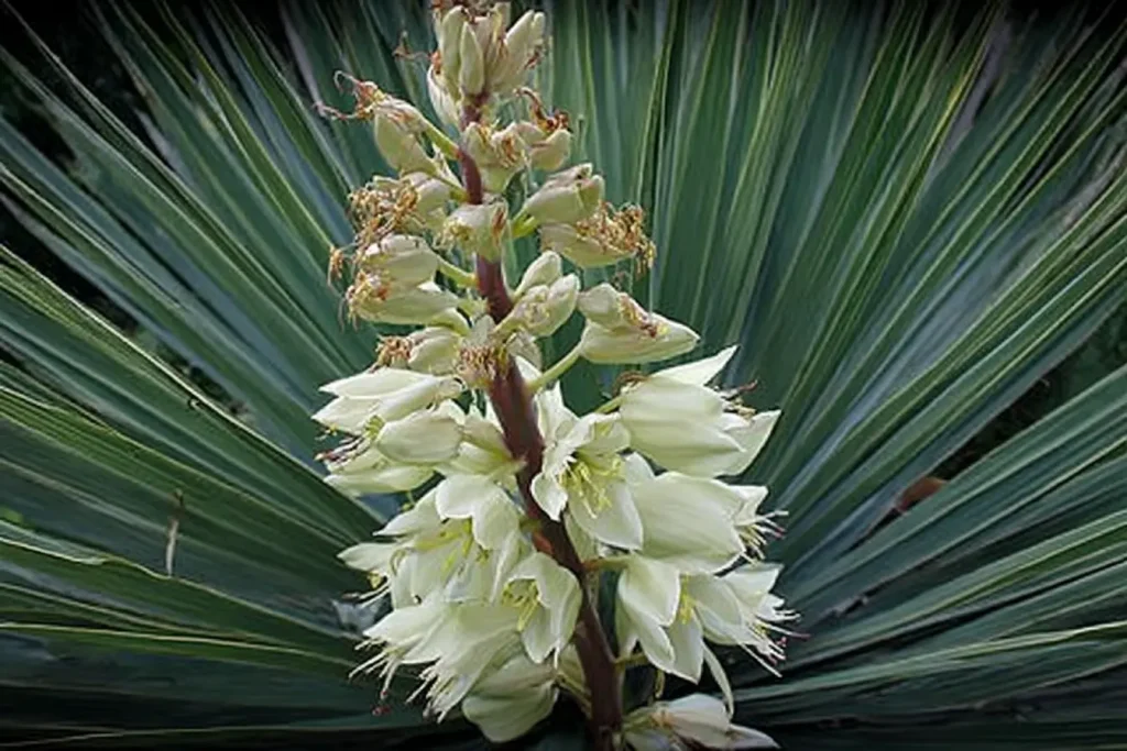Agave Blüte