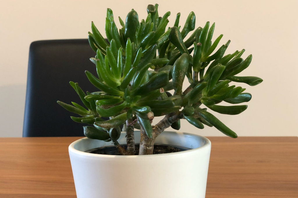Crassula Hobbit