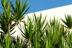 Yucca Palme winterhart