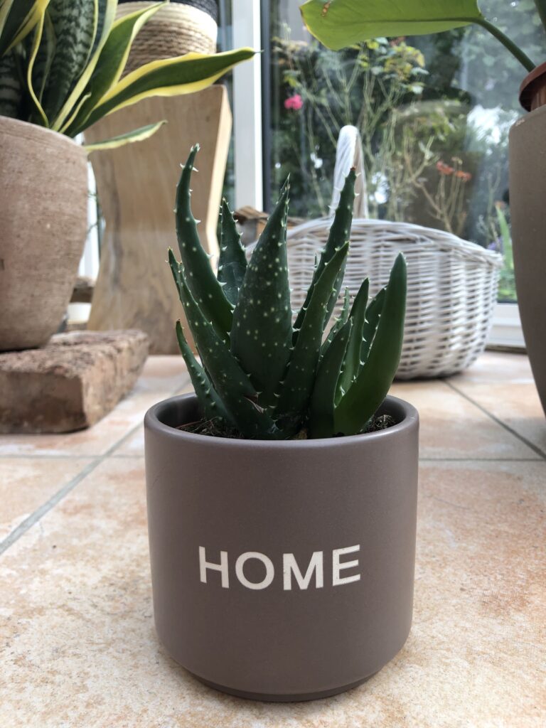 Aloe Vera