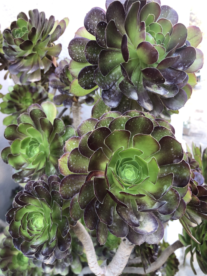 Aeonium auf Kreta